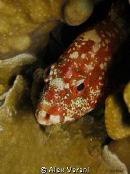 shy grouper
Shot with CANON G9 by Alex Varani 